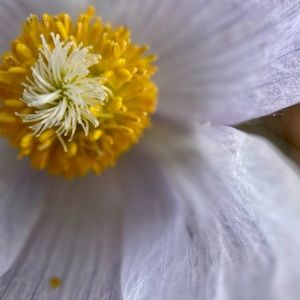 Meet your Posher, Alicia